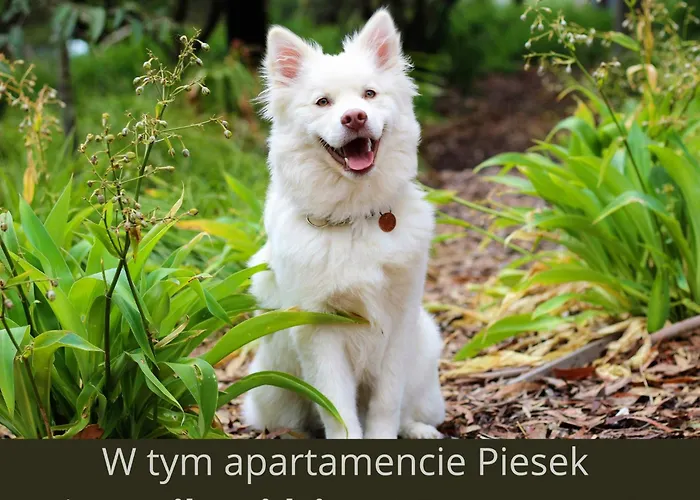 Plazowa Pod Skocznia Apartment